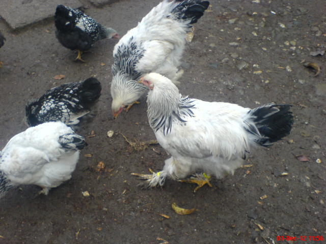 DSC03677