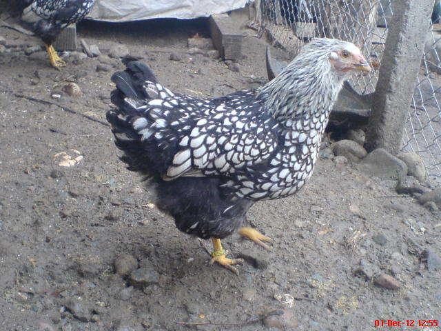 DSC03681