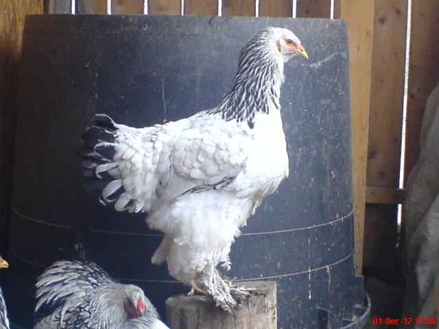 DSC03684