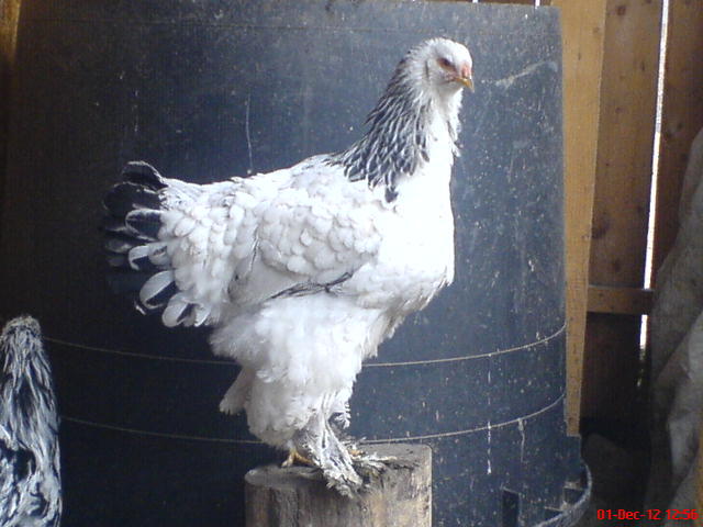 DSC03685