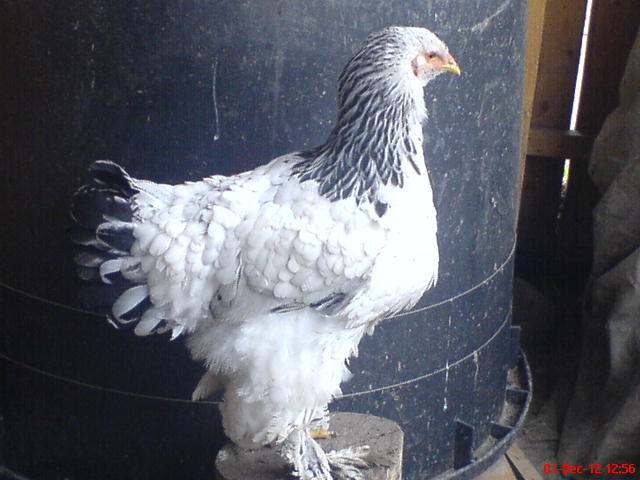 DSC03686