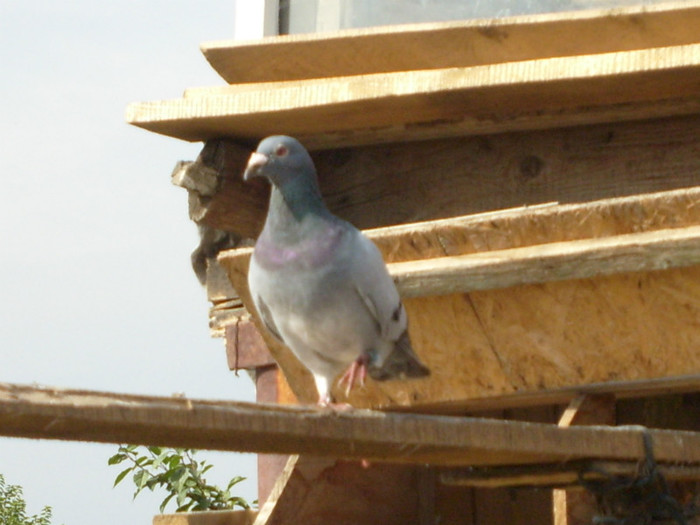 mascul 2008 - porumbei voiajori