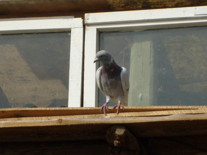 femela 2009 - porumbei voiajori