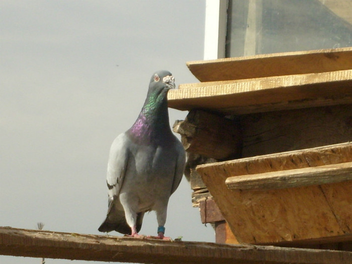 mascul 2008 - porumbei voiajori