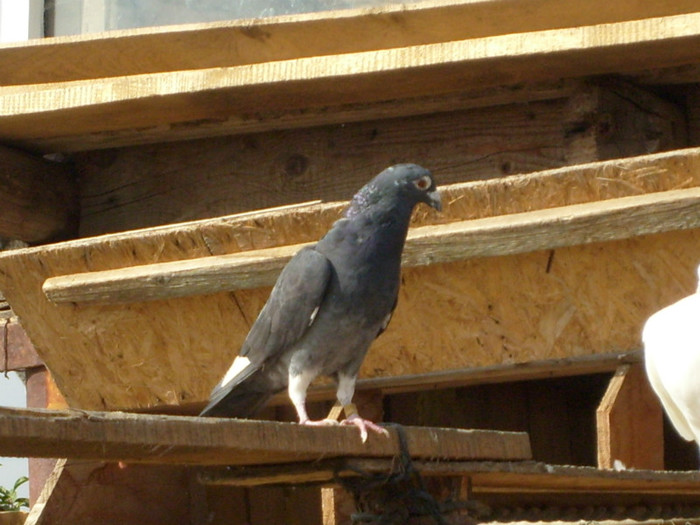 mascul 2009 - porumbei voiajori