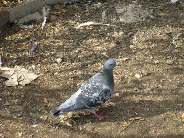 femela 2009 - porumbei voiajori