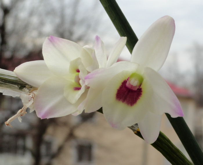  - Orhidee- reinfloriri