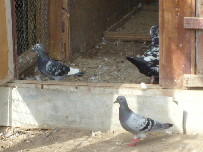 femele 2004 si 2006 - porumbei voiajori