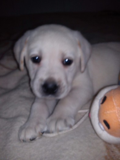 13; suntem mari 6 saptamani
