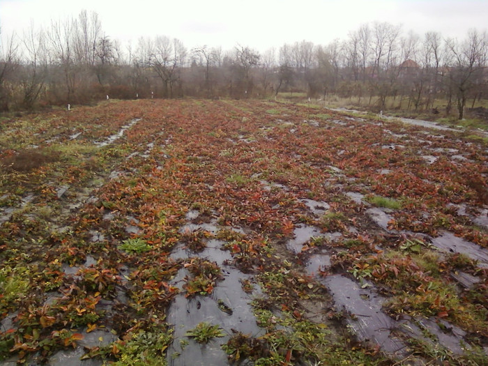 P01-12-12_11.12 - elsanta 2012-2013