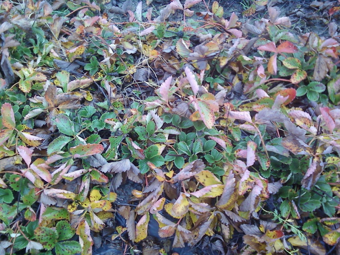 P01-12-12_11.40 - elsanta 2012-2013
