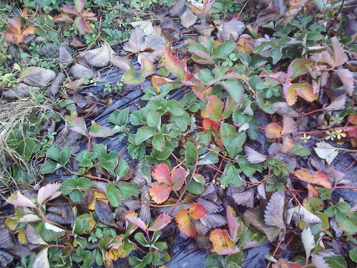 P01-12-12_11.41 - elsanta 2012-2013