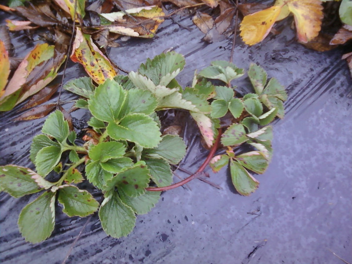 P01-12-12_11.42 - elsanta 2012-2013