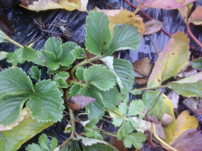 P01-12-12_12.56[1] - elsanta 2012-2013
