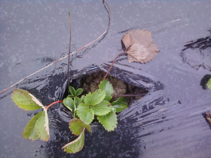 P01-12-12_12.26[1] - plantatie octombrie 2012-2013