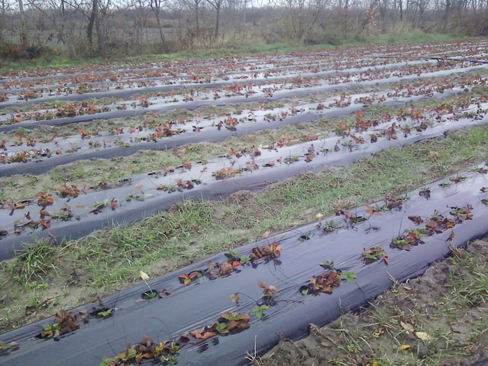 P01-12-12_12.26[2] - plantatie octombrie 2012-2013