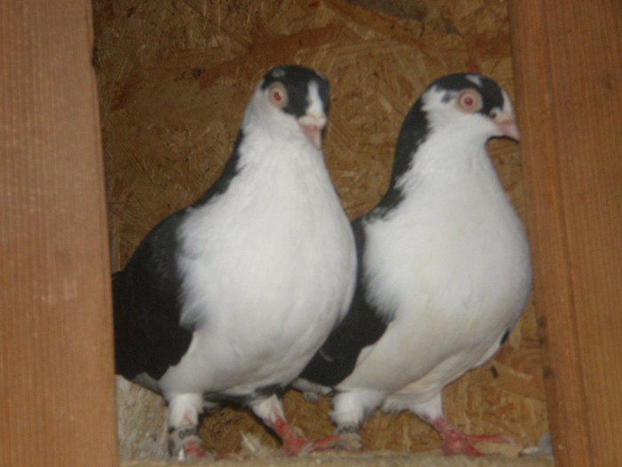 baltati pe negru 2012 primiti