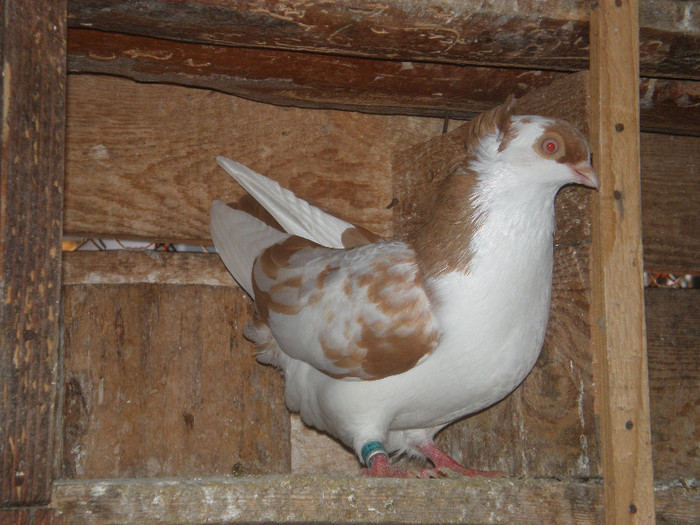 F scoasa din bl pe galben