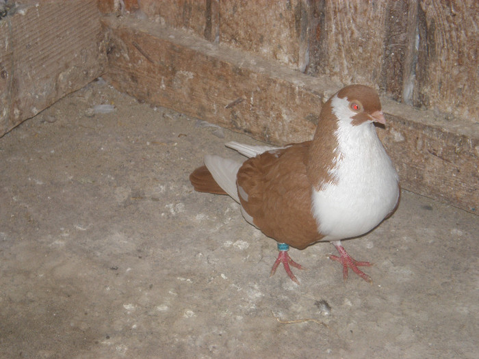 M scos din b pe galben