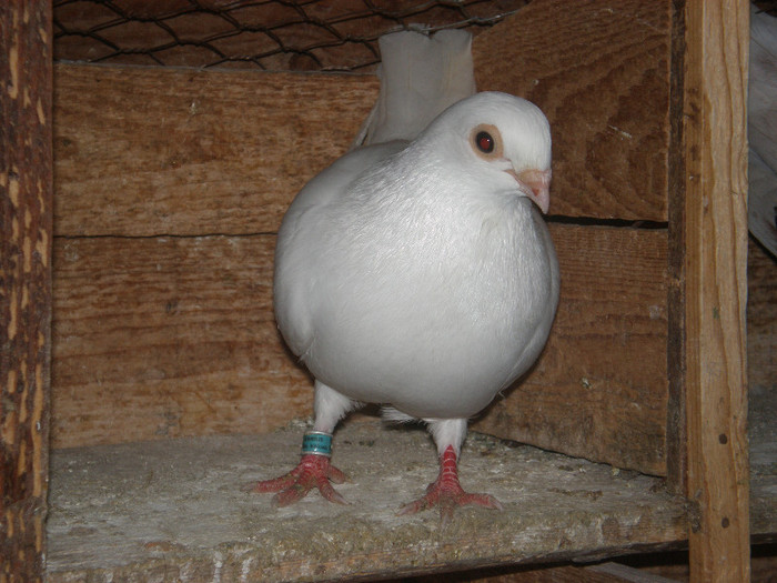 F scoasa din b pe negru