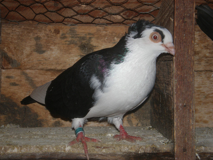 F scoasa din baltati pe negru