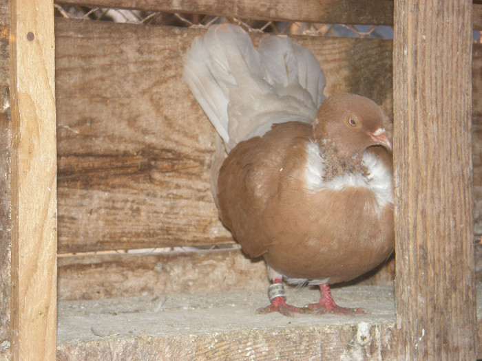 scos g golas galbeni