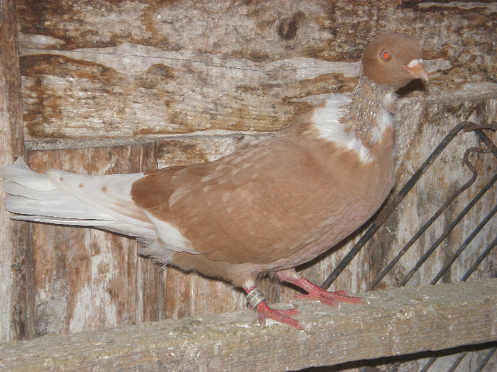 scos git gol galbeni