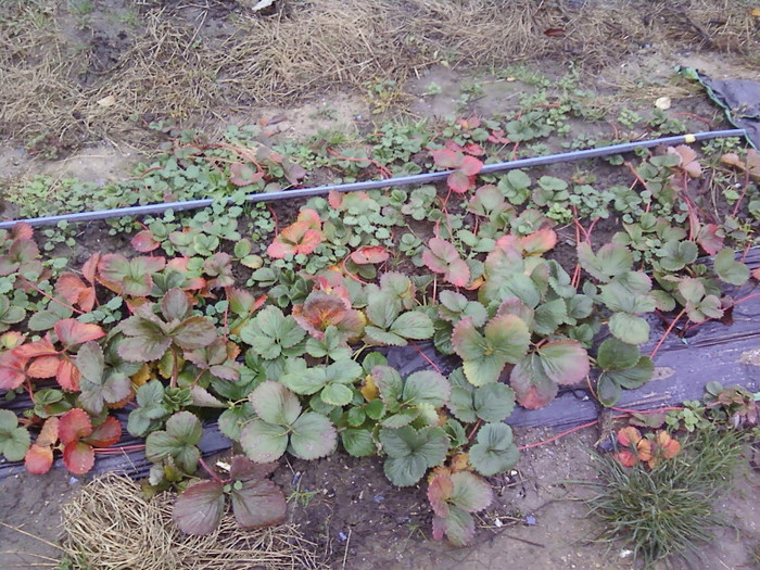 P01-12-12_11.14 - capsuni 2012 albion