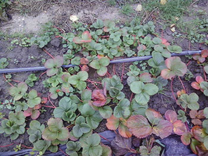 P01-12-12_11.14[1] - capsuni 2012 albion