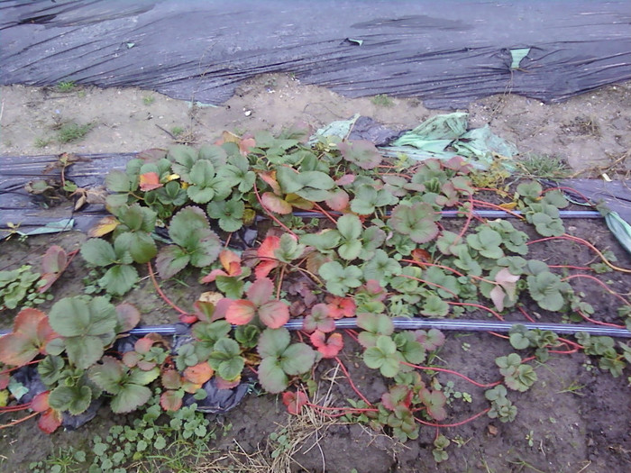 P01-12-12_11.14[2] - capsuni 2012 albion