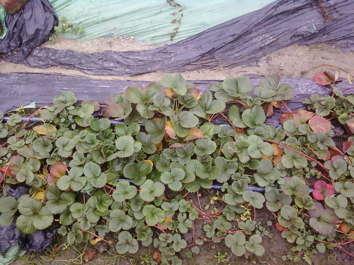 P01-12-12_11.14[3] - capsuni 2012 albion