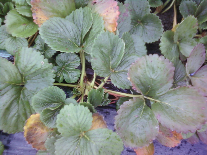 P01-12-12_11.36[1] - capsuni 2012 albion