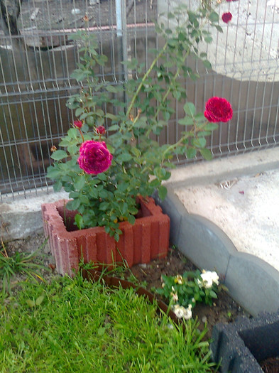 Falstaff - trandafiri