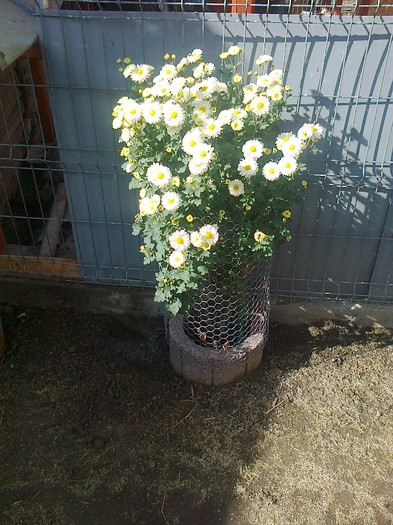 Fotografie0111 - flori gradina