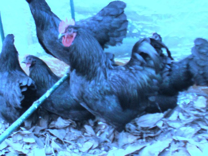 2-Gaini australorp-matca 1 din mai 2012 - C- gaini rasa AUSTRALORP              -matca 1 din mai 2012  provenienta Germania