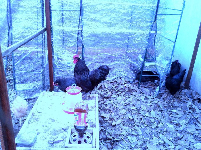 4-Gaini australorp-matca 1 din mai 2012 - C- gaini rasa AUSTRALORP              -matca 1 din mai 2012  provenienta Germania