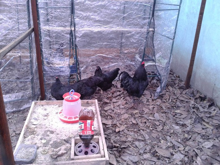 6-Gaini australorp-matca 1 din mai 2012