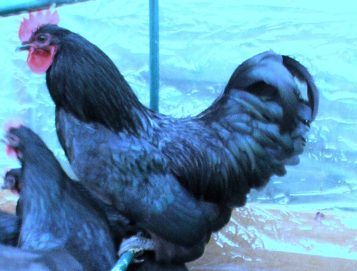 Cocos australorp-vandut - C- gaini rasa AUSTRALORP              -matca 1 din mai 2012  provenienta Germania