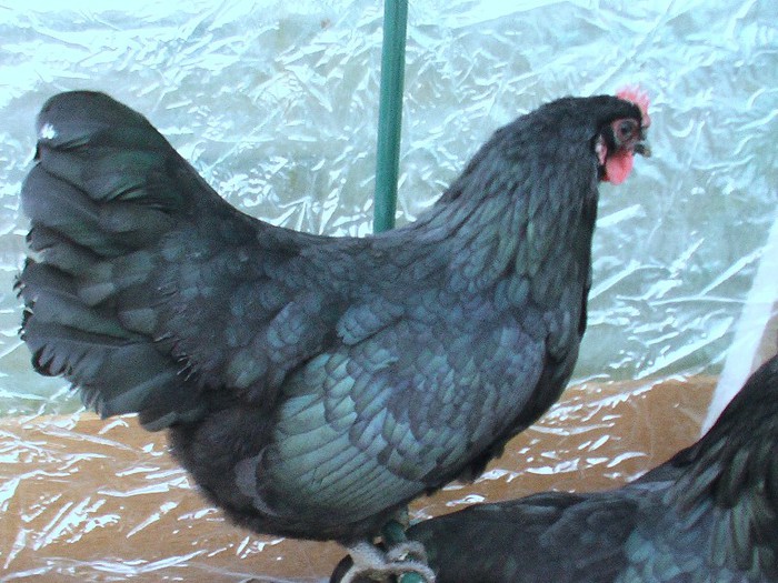 Gaina australorp