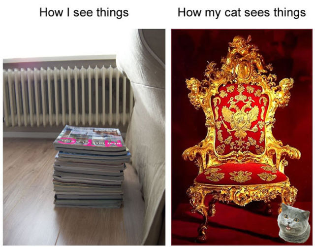 Cum-vad-pisicile-lucrurile-1 - Cum vad pisicile lucrurile