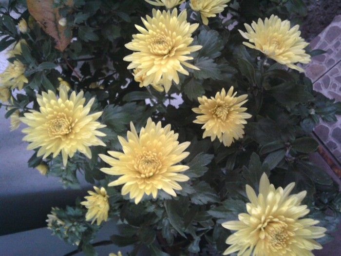 Fotografii-0603
