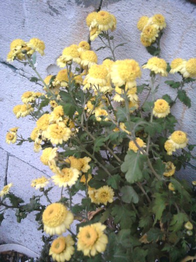 Fotografii-0609