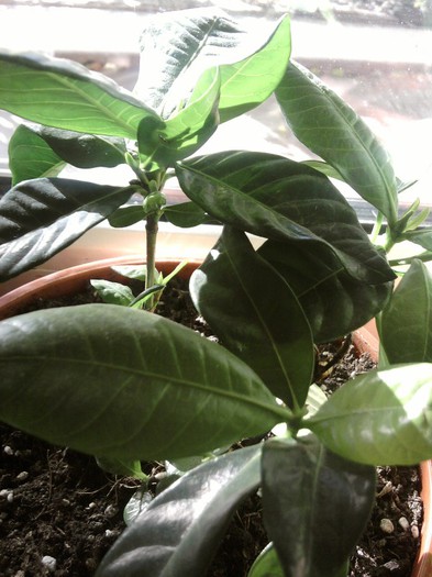 gardenia poate rezista - NOIEMBRIE 2012