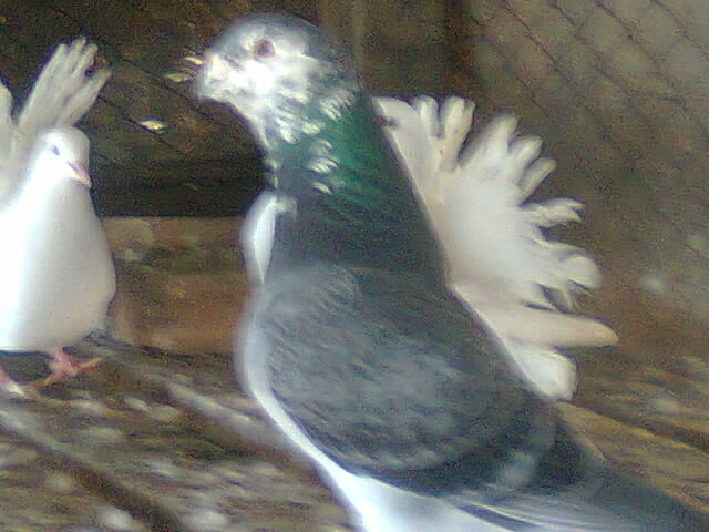 mascul 2010 - porumbei standard