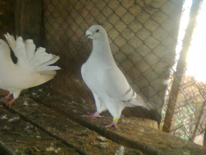 mascul 2011 - porumbei standard
