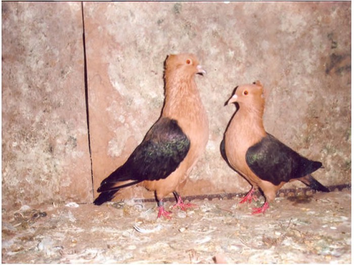 cinperigimpel-archangel-güvercin-pigeons - Cinpery Pigeons