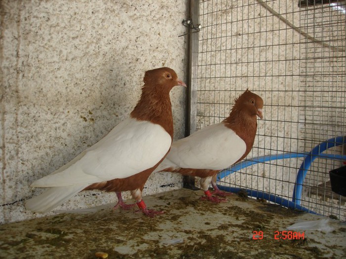 cinperi-güvercin - Cinpery Pigeons