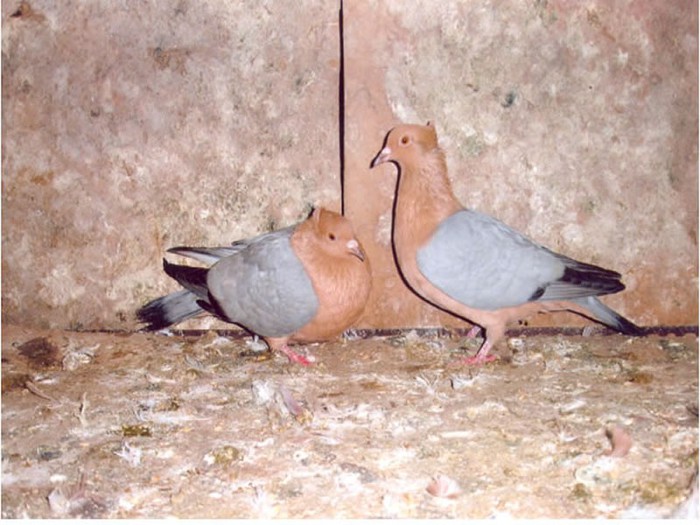 cinperi-güvercinleri - Cinpery Pigeons