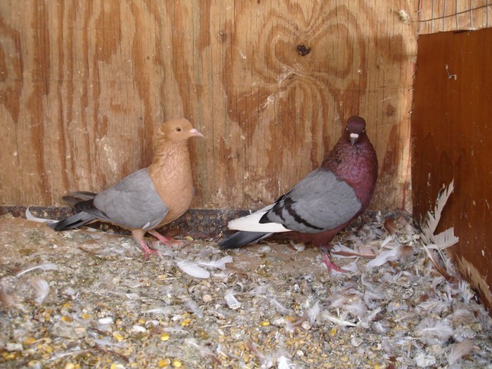 cinperi-güvercin-resimleri - Cinpery Pigeons