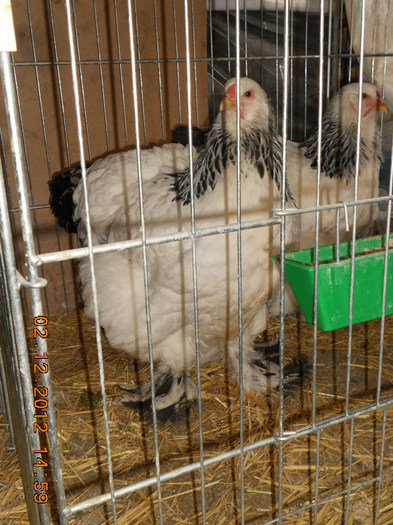 DSCN8296